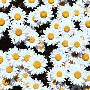 91麻豆传传媒波多野衣久久
